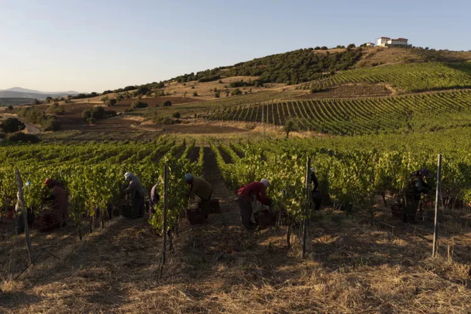 Harvest hands working the rows of a Dardanelles vineyard