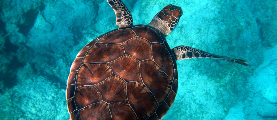A scuba diver among marine life in the clear waters of Kaş